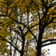 Illustration for article titled Shooting Challenge Fall Leaves Gallery 4
